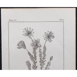 Gravure de 1846 - Rhododendron petit ciste - 2