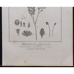 Gravure de 1846 - Rhododendron petit ciste - 3