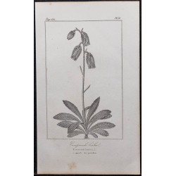 Gravure de 1846 - Campanule barbue - 1