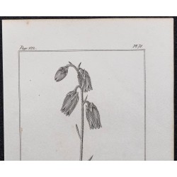 Gravure de 1846 - Campanule barbue - 2