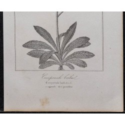 Gravure de 1846 - Campanule barbue - 3