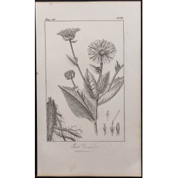 Gravure de 1846 - Inule campane (Grande Aunée) - 1