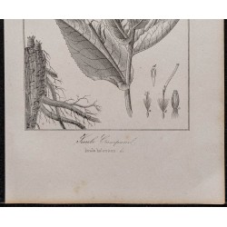 Gravure de 1846 - Inule campane (Grande Aunée) - 3