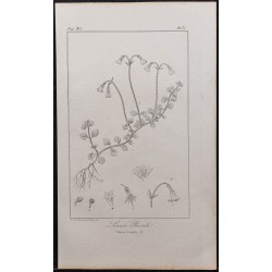 Gravure de 1846 - Linnée boréale - 1