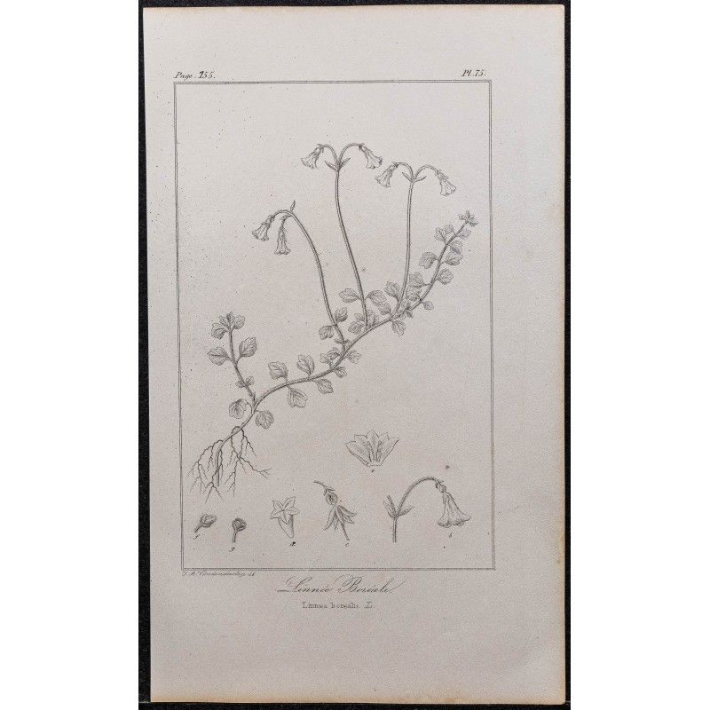 Gravure de 1846 - Linnée boréale - 1