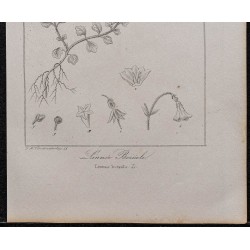 Gravure de 1846 - Linnée boréale - 3