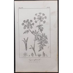 Gravure de 1846 - Grande ciguë officinale - 1