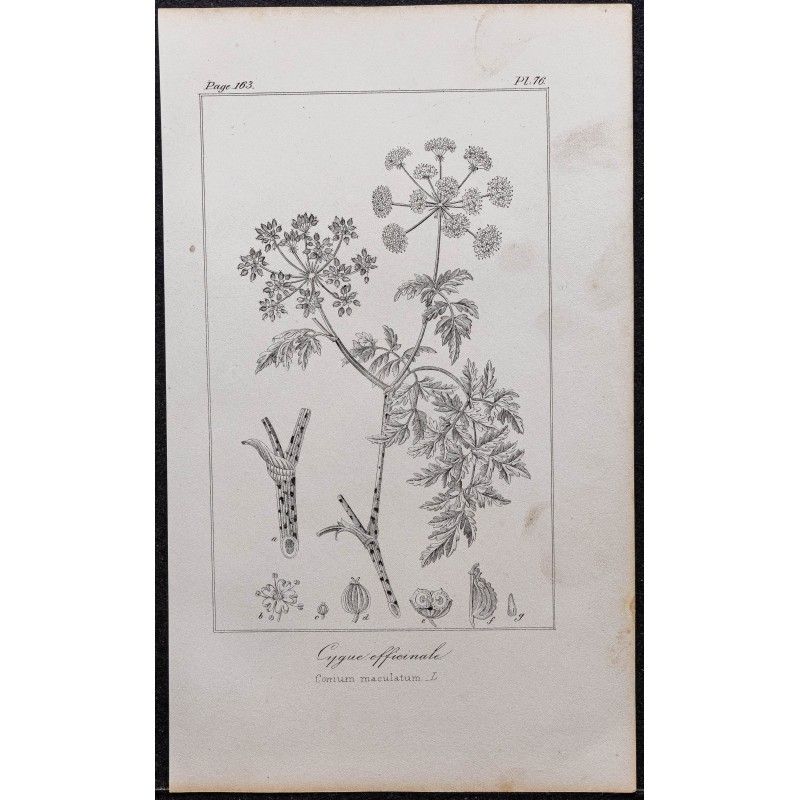 Gravure de 1846 - Grande ciguë officinale - 1