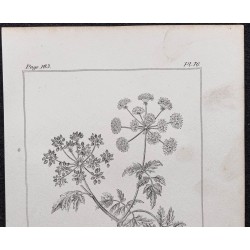 Gravure de 1846 - Grande ciguë officinale - 2