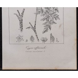 Gravure de 1846 - Grande ciguë officinale - 3