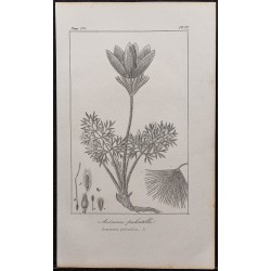 Gravure de 1846 - Anémone pulsatille - 1