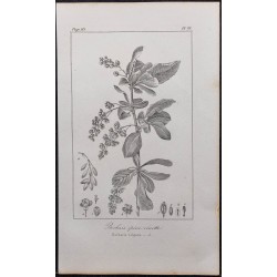 Gravure de 1846 - Vinettier ou Berberis épine-vinette - 1