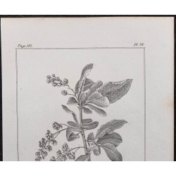 Gravure de 1846 - Vinettier ou Berberis épine-vinette - 2