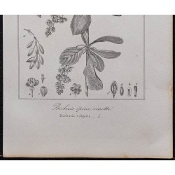 Gravure de 1846 - Vinettier ou Berberis épine-vinette - 3