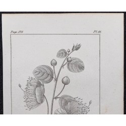 Gravure de 1846 - Caprier commun épineux - 2