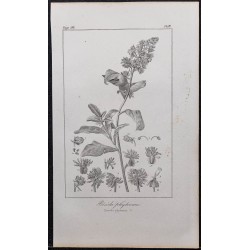 Gravure de 1846 - Réséda raiponce - 1