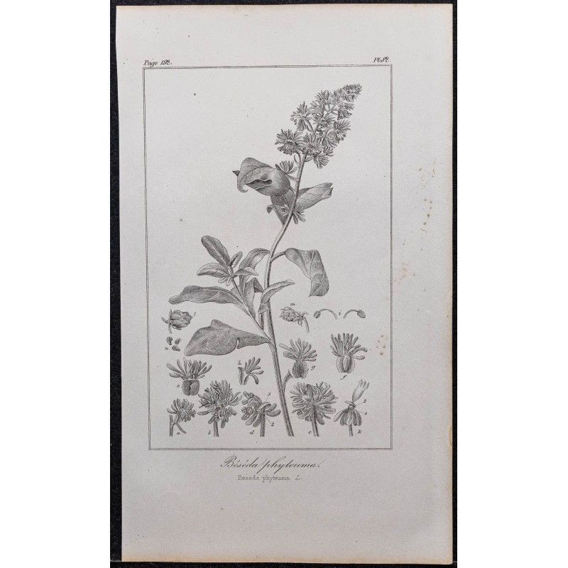 Gravure de 1846 - Réséda raiponce - 1