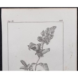 Gravure de 1846 - Réséda raiponce - 2