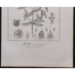 Gravure de 1846 - Millepertuis perforé - 3