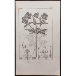 Gravure de 1846 - Géranium des prés - 1