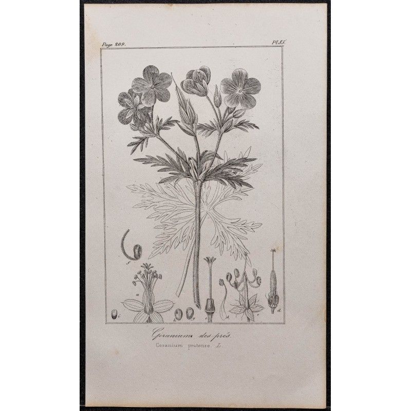 Gravure de 1846 - Géranium des prés - 1