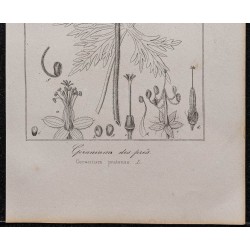 Gravure de 1846 - Géranium des prés - 3