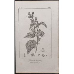 Gravure de 1846 - Guimauve officinale - 1