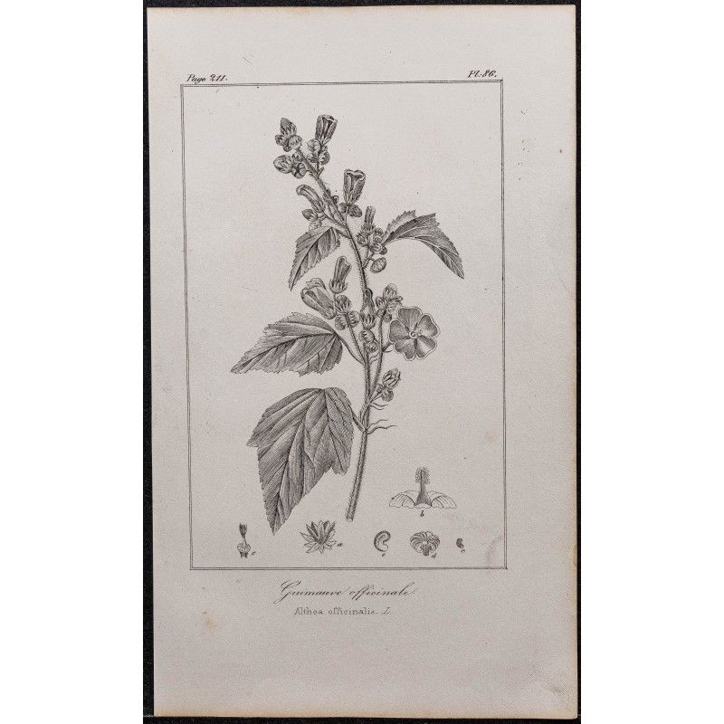 Gravure de 1846 - Guimauve officinale - 1