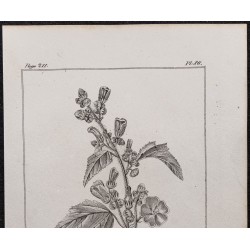 Gravure de 1846 - Guimauve officinale - 2