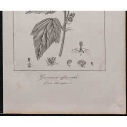 Gravure de 1846 - Guimauve officinale - 3