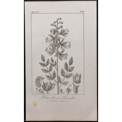 Gravure de 1846 - Dictamne blanc ou fraxinelle - 1