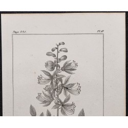 Gravure de 1846 - Dictamne blanc ou fraxinelle - 2