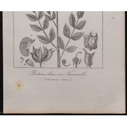 Gravure de 1846 - Dictamne blanc ou fraxinelle - 3