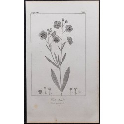 Gravure de 1846 - Ciste taché - 1