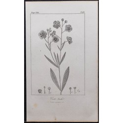 Gravure de 1846 - Ciste taché - 1