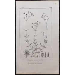 Gravure de 1846 - Sabline de Provence - 1