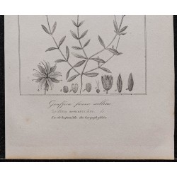 Gravure de 1846 - Sabline de Provence - 3