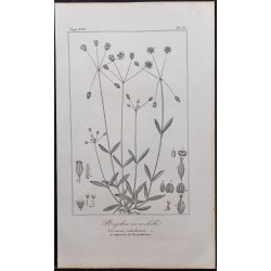 Gravure de 1846 - Holostée en ombelle - 1