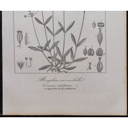 Gravure de 1846 - Holostée en ombelle - 3
