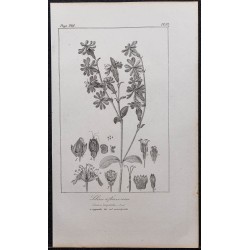 Gravure de 1846 - Silène à fleurs roses - 1