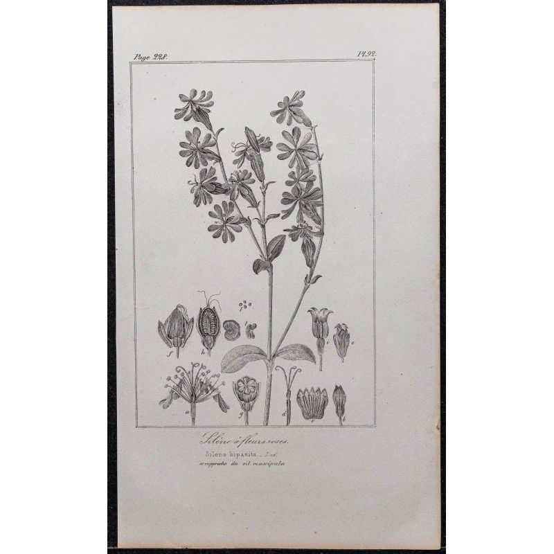 Gravure de 1846 - Silène à fleurs roses - 1