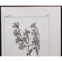 Gravure de 1846 - Silène à fleurs roses - 2