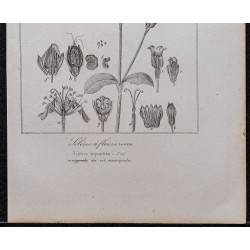 Gravure de 1846 - Silène à fleurs roses - 3