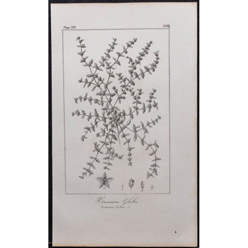 Gravure de 1846 - Turquette (Herniaire glabre) - 1