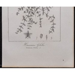 Gravure de 1846 - Turquette (Herniaire glabre) - 3