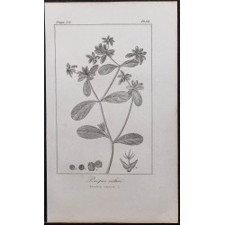 Gravure de 1846 - Pourpier cultivé - 1