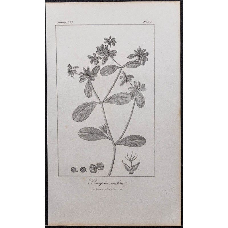 Gravure de 1846 - Pourpier cultivé - 1