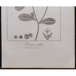 Gravure de 1846 - Pourpier cultivé - 3