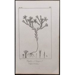 Gravure de 1846 - Cotyledon d'Espagne - 1
