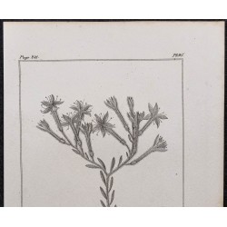 Gravure de 1846 - Cotyledon d'Espagne - 2